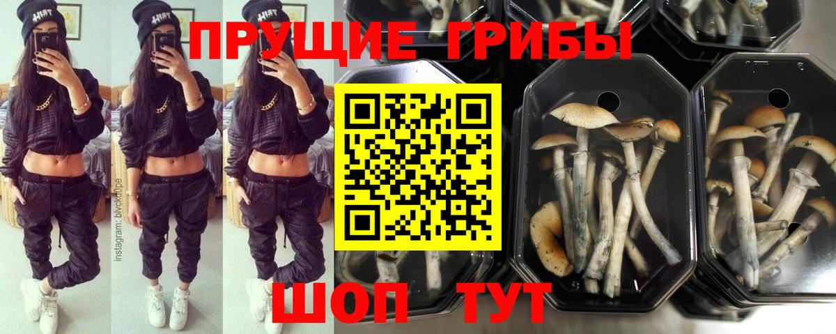 Кохма  Галлюциногенные грибы Psilocybe  Псилоцибиновые грибы мухоморы  Вход с VPN 
